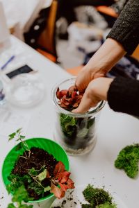Kaboompics - Layering Soil and Red-Foliage Fittonia in an Open Glass Jar Terrarium