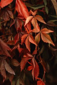 Kaboompics - Close Up of Red Virginia Creeper Leaves in Autumn