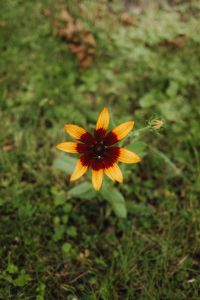 Kaboompics - Single Orange Coneflower in Garden Grass