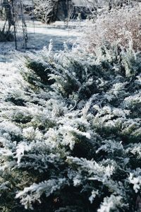 Kaboompics - Snow-Covered Garden Shrubs and Frosted Branches, Winter Landscape