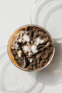 Kaboompics - Overhead Brown Fuzzy Mold Culture in Petri Dish