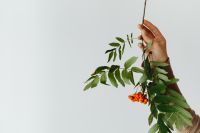 Kaboompics - Rowan Berries and Green Leaves with Copy Space for Autumn Design