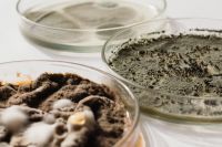 Kaboompics - Two Petri Dishes with Mold on White Background