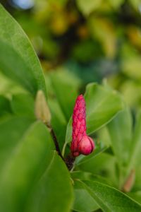 Kaboompics - Pink Magnolia Seed Pod Among Green Leaves