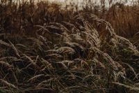 Kaboompics - Dry Wild Grass in an Autumn Meadow