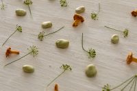 Kaboompics - Scattered Broad Beans, Chanterelles and Dill on White Texture
