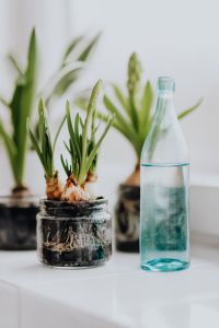 Kaboompics - Hyacinths and Muscari planted in jars