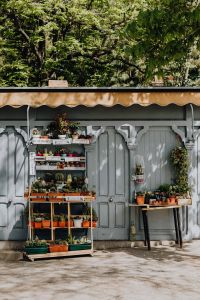 Kaboompics - Cactus Shelves Outside a Grey Shopfront