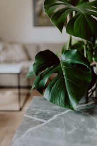 Kaboompics - Dark green leaves of monstera and marble