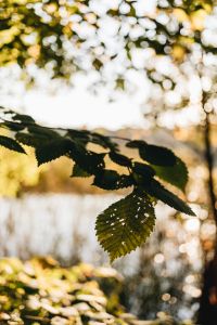 Kaboompics - Green Leaves Framing a Bright Lake