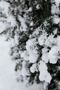 Kaboompics - Snow-covered Trees