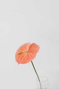 Pink Anthurium Flower Photography: Macro Petal Textures, Minimalist Botanical Backgrounds and Single-Stem Portraits