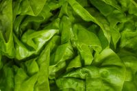 Kaboompics - Fresh Green Lettuce Leaves Close-Up