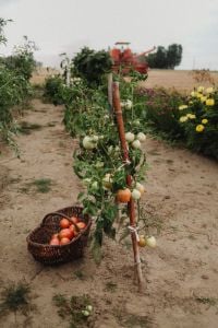 Kaboompics - Tomato Plants in Vegetable Garden