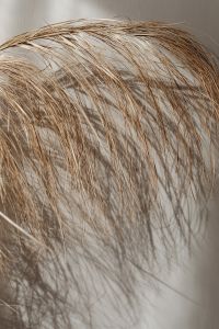 Kaboompics - Dense Dried Pampas Fibers in a Textural Close-Up