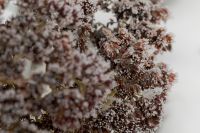 Kaboompics - Frosted Dried Flowers Against a Soft White Winter Background