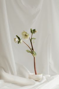 Kaboompics - White Hellebore Bloom and Green Buds on a Clean Fabric Background