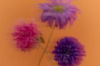 Kaboompics - Three Flowers With Experimental Motion Blur on Orange Background