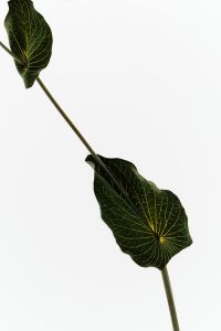 Kaboompics - Dark Green Leaf on a Slender Stem Against White Negative Space, Minimal Botanical Background for Editorial Design