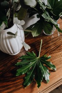 Aralia Plant Leaves and Green Foliage: Botanical Backgrounds, Marble Flat Lays and Home Decor