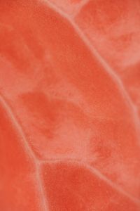 Kaboompics - Coral Anthurium Spathe Veins in a Warm Pink Macro, Botanical Texture Background
