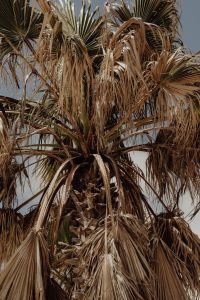 Kaboompics - Dry Palm Tree against a Pale Blue Sky