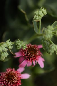 Kaboompics - Close-Up Coneflower Center with Muted Autumn Bokeh