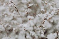 Kaboompics - Branches covered with fresh snow
