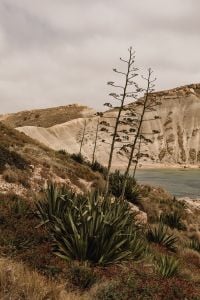 Kaboompics - Dried Coastal Flower Stalks Against Pale Cliffs