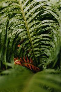 Kaboompics - Vertical Fern Fronds in a Botanical Conservatory