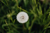 Kaboompics - Dandelion Clock Framed by Tall Grass and Deep Green Foliage