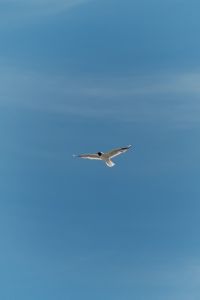 Kaboompics - Seagull Flying in Clear Blue Sky With Copy Space