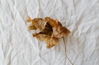 Kaboompics - Single Dried Leaf on White Linen, Wide Neutral Botanical Background with Copy Space
