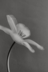 Kaboompics - Black and White Motion-Blown White Flower