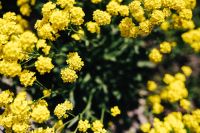 Kaboompics - Dense Yellow Flower Pattern with Dark Green Bokeh, Floral Wallpaper