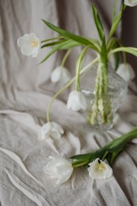 Kaboompics - White Tulips Draping Over a Clear Glass Vase on Neutral Linen Background