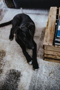 Kaboompics - Black dog on a carpet in a living room