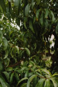 Kaboompics - Long Green Leaves on Fruit Tree