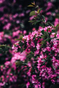 Kaboompics - Pink Flowering Branch on Right with Soft Bokeh