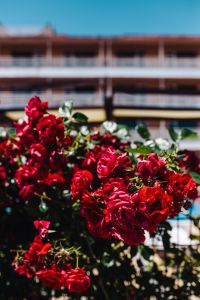 Kaboompics - Roses of Bulgaria