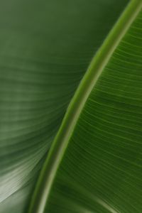 Kaboompics - Banana Green Leaf Backgrounds