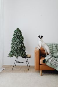 Kaboompics - Christmas Tree and Alert Small Dog in Minimal Home