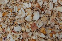 Kaboompics - Sea shells on the beach, Algarve, Portugal