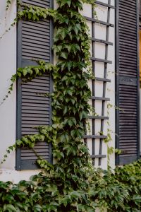Kaboompics - The building is covered with a climbing vine, 11 Roosevelta Street, Łódź, Poland