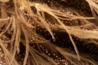 Kaboompics - Copper and Gold Sequin Fabric