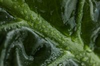 Kaboompics - Alocasia Green Leaf Close-Up