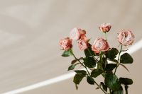 Kaboompics - Wide Pink Roses on Right with Diagonal Sunlight and Copy Space