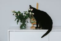 Kaboompics - Black cat with flowers and a painting