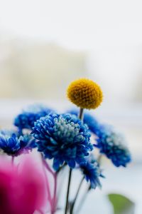 Kaboompics - Blue Chrysanthemums and Yellow Craspedia with Soft Floral Bokeh
