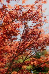 Kaboompics - Red Foliage Cluster Against Botanical Garden Greenery